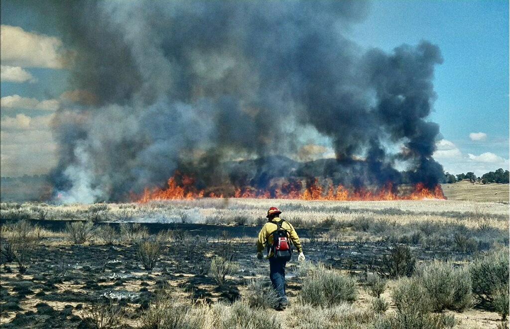 <i>Wildland</i><i>Division</i>